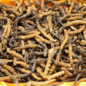 cordyceps-300