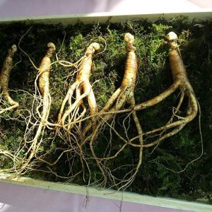 ginseng-640