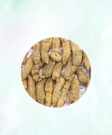 野山尖尾泡参 Pure Wild Ginseng