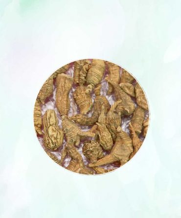 野山圆粒泡参 Pure Wild Round Chunky Ginseng