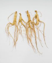 林下山参 Panax Ginseng Meyer CV. Silvatica | 恒达企业 Hang Da Enterprise