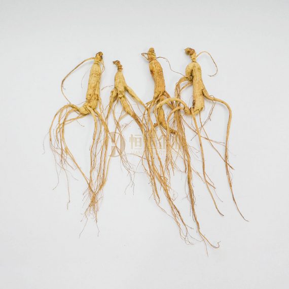 林下山参 Panax Ginseng Meyer CV. Silvatica | 恒达企业 Hang Da Enterprise