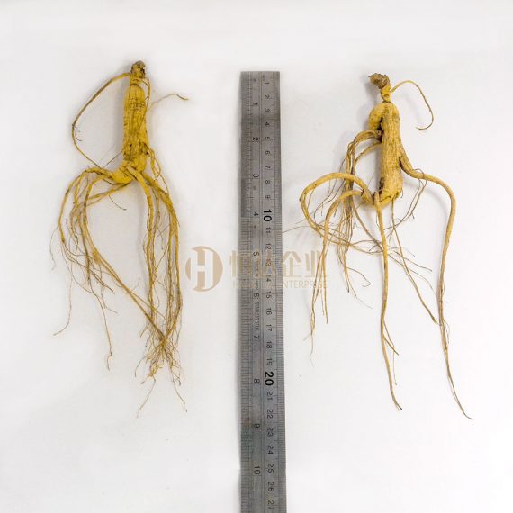 林下山参 Panax Ginseng Meyer CV. Silvatica | 恒达企业 Hang Da Enterprise