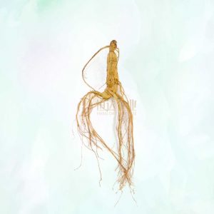 林下山参 Panax Ginseng Meyer CV. Silvatica | 恒达企业 Hang Da Enterprise