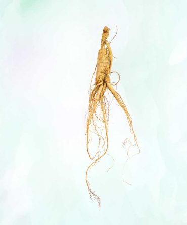 林下山参礼盒 Panax Ginseng Meyer CV. Silvatica