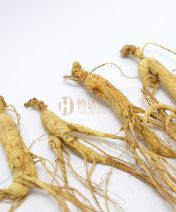 林下山参 Panax Ginseng Meyer CV. Silvatica | 恒达企业 Hang Da Enterprise