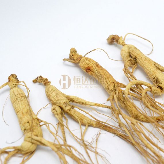 林下山参 Panax Ginseng Meyer CV. Silvatica | 恒达企业 Hang Da Enterprise